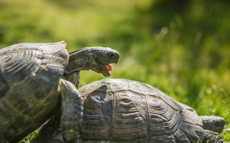 Little cute turtle in the green garssの写真素材