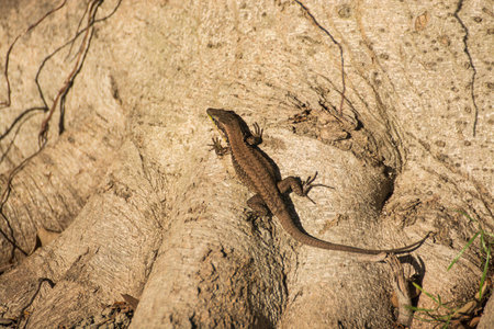 little lizard on a root of treeの写真素材