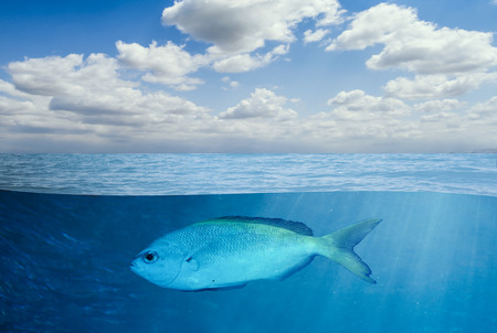 Underwater and Lonely Fishの写真素材