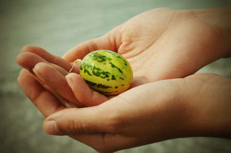 watermelon on handsの写真素材