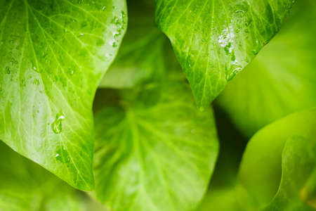 Green leaf with water drops for background