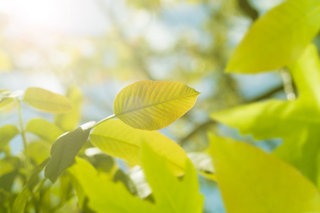 Green leaves backgroundの写真素材