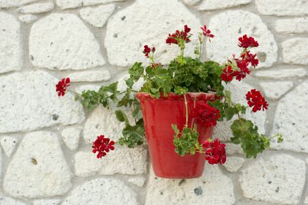 Flowerpot on the wallの写真素材