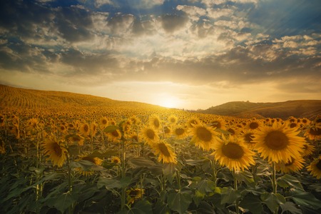 field of blooming sunflowers on a background sunsetの写真素材