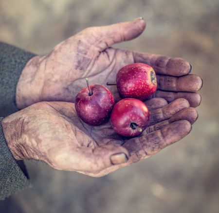 the old man hand holding appleの写真素材