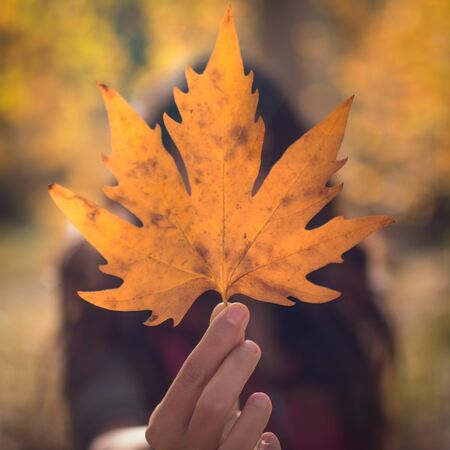 Yellow autumn maple leaves in handsの写真素材