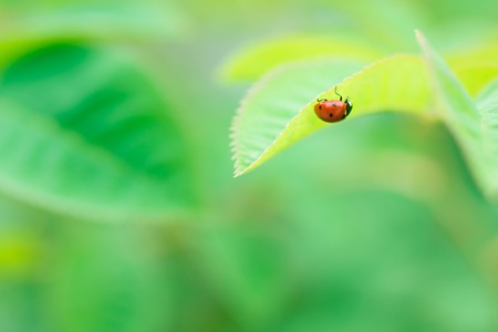 ladybug on green grassの写真素材