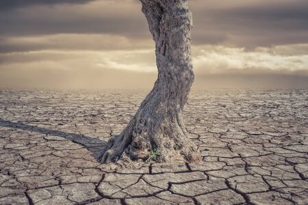 Drought Land and lonely tree