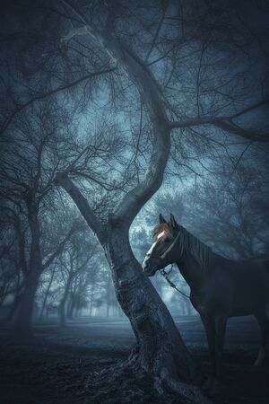 old trees in a forest with fog and horseの写真素材
