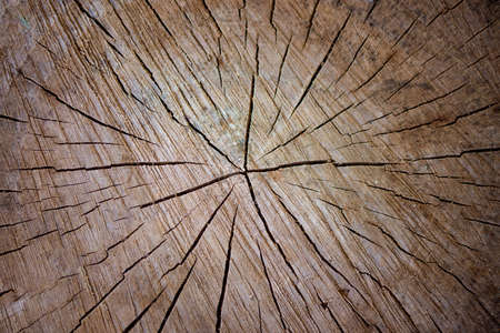 Wood texture of cut tree trunk, close-up