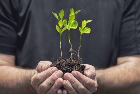 Plant growing on soil with hand holdingの写真素材