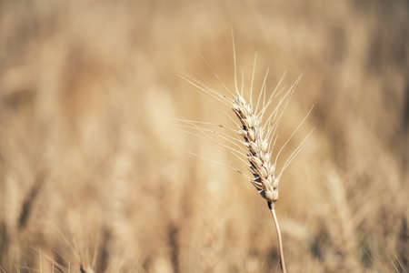 Close up gold Wheat fieldの写真素材