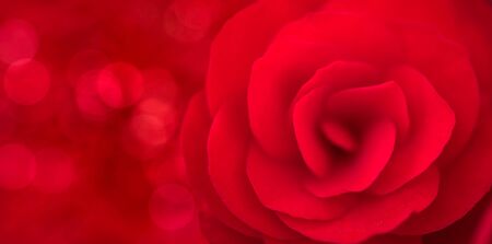 beautiful close up red rose on bokeh backgroundの写真素材