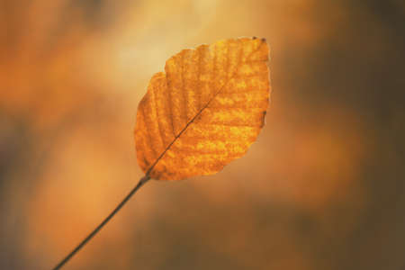 Close up Autumn Leaf background .Nature conceptの写真素材