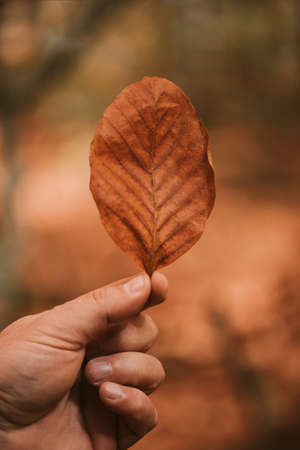 Autumn leaves in man hands.
