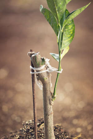Orange tree plant with vaccination. Aggriculture conceptの写真素材