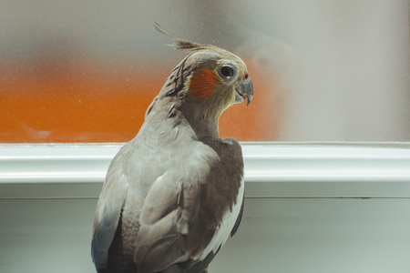 closeup of cockatiel bird. Female Nymphicus hollandicusの写真素材