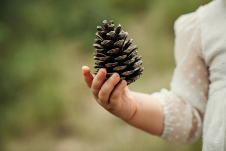 Pine cone on the baby hand.Nature conceptの写真素材