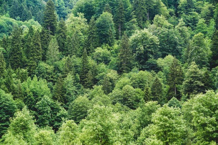 Aerial view green forest background in Rize, Turkey.の写真素材