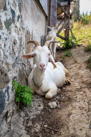 close-up white goat with kids in the yard village house sunny spring day.の写真素材