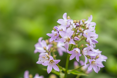 Beautiful purple blooming spring flowers. Nature conceptの写真素材