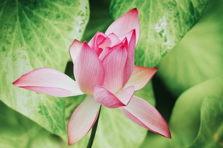 Graceful pink flower on green leaf background.の写真素材