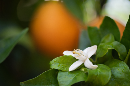 Closeup of white Flower lemon ,Lime blossom on treeの写真素材