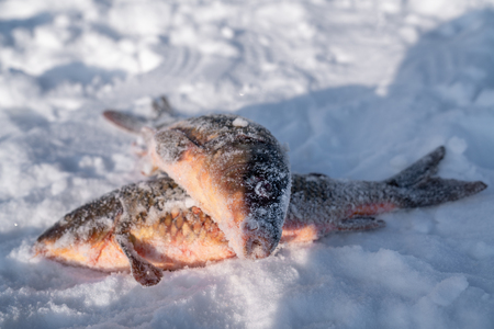 fishing in winter from the ice.Fresh fishes.の写真素材