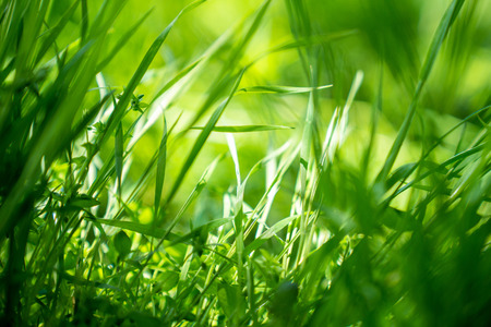 Spring or summer background with green grass.Environment concept