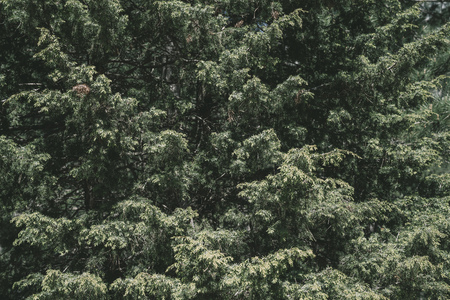 Fir tree brunch close up. Fluffy fir tree brunch close upの写真素材