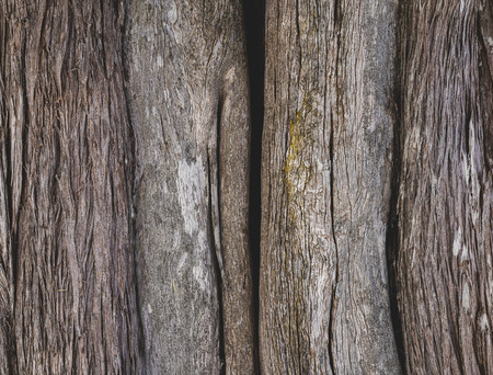 Brown bark of old tree.Closeup tree bark backgroundの写真素材