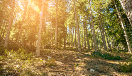 Beautiful forest in spring with bright sun shining through the trees.