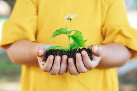 Plant in hands of little child. Growth and agriculture conceptの写真素材