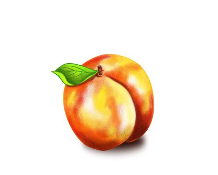 illustration of a peach isolated on white background.の写真素材