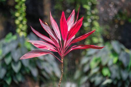 Beautiful red Ti plant on blurred green background. Asparagus family.の写真素材