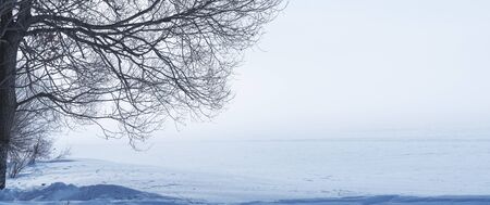 A leafless tree on a plain covered with snow and infinte flatness background. Winter and frost...