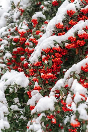 Red berry tree or bushes covered with snow, winter season and frost conceptの写真素材