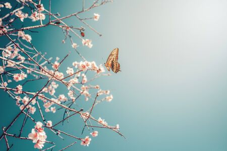 Beautiful butterfly on a daisy flower consuming their nectar.の写真素材