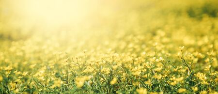 Closeup flower of daisy blossom in spring. Banner and background of spring flowers and pollination...