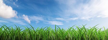 Green lawn leaves in open field, nature or park against the cloudy, panoramic blue skyの写真素材
