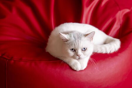 An adorable white fur cat is laying on red armchair and staring with curious eyes. High quality photoの写真素材