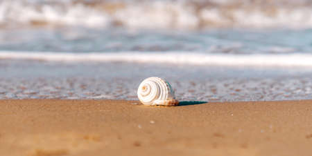 A Sea shell on a golden sandy beach close to crystal clear sea in Antalya. High quality photo