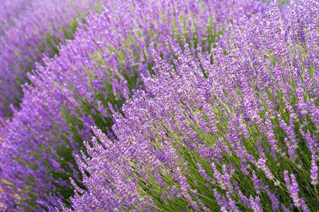 Lavender flower in the grass green shallow depth of field. Beautiful purple lavender flowers ready for harvesting. High quality photoの写真素材