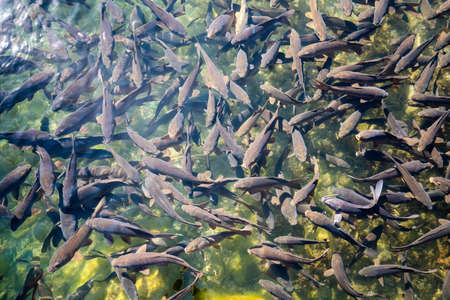 Many Trout fish in a pond with fresh water view from above at a fish farm. High quality photoの写真素材