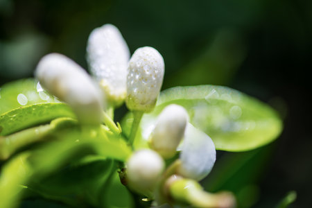 Blooming of citrus tree .Agriculture conept with orange trees. High quality photoの写真素材