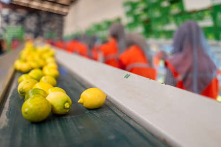 A pile of fresh harvest exotic fruite lemon, on packaging line. citrus family. High quality photoの写真素材