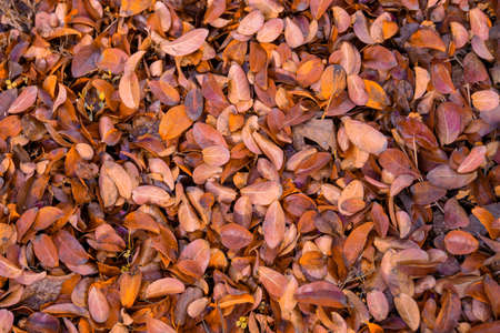 Beautiful colorful and dried leaves on ground. Autumn pattern concept. High quality photoの写真素材