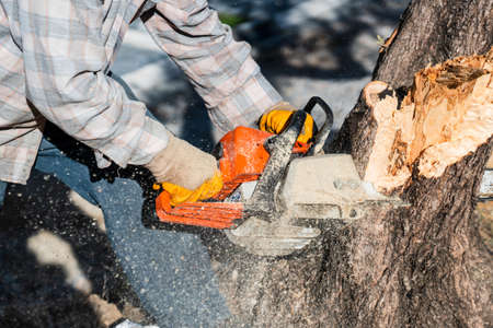 A lumberjack is sawing a tree with a chainsaw.