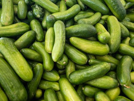 A pile of very delicious exotic vegetables, cucumber in a groceryの写真素材
