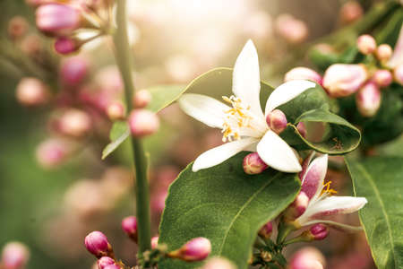Macro photography of close up, pink and white citrus tree blossoms. High quality photoの写真素材